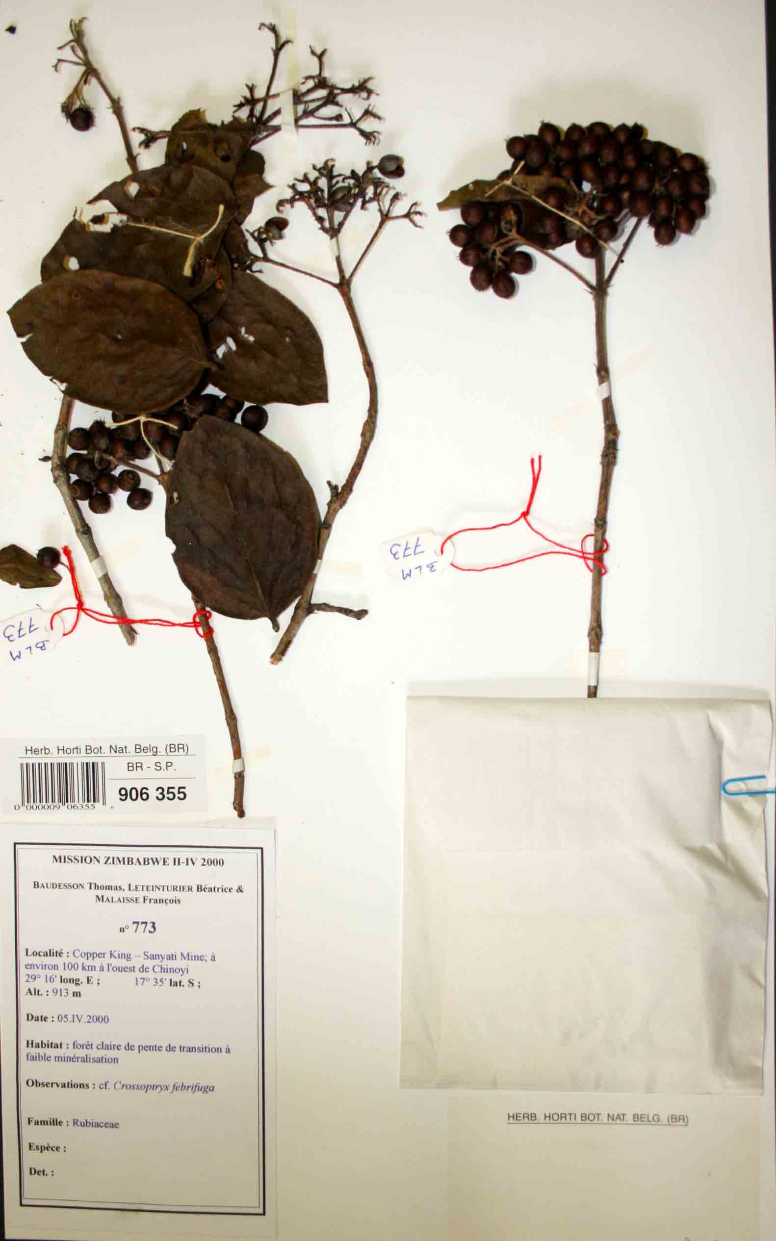 Crossopteryx febrifuga Crossopteryx febrifuga