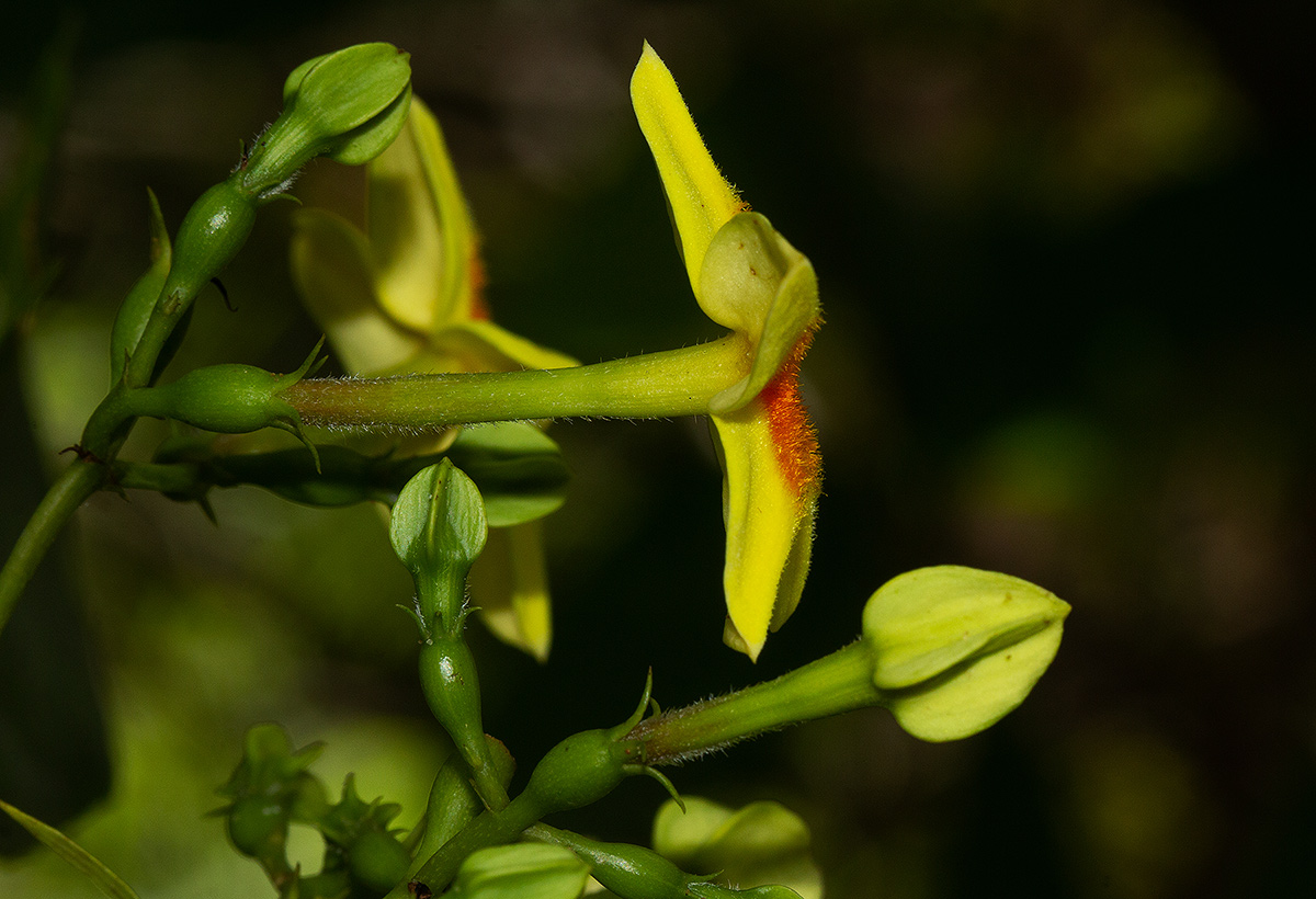 Mussaenda arcuata Mussaenda arcuata