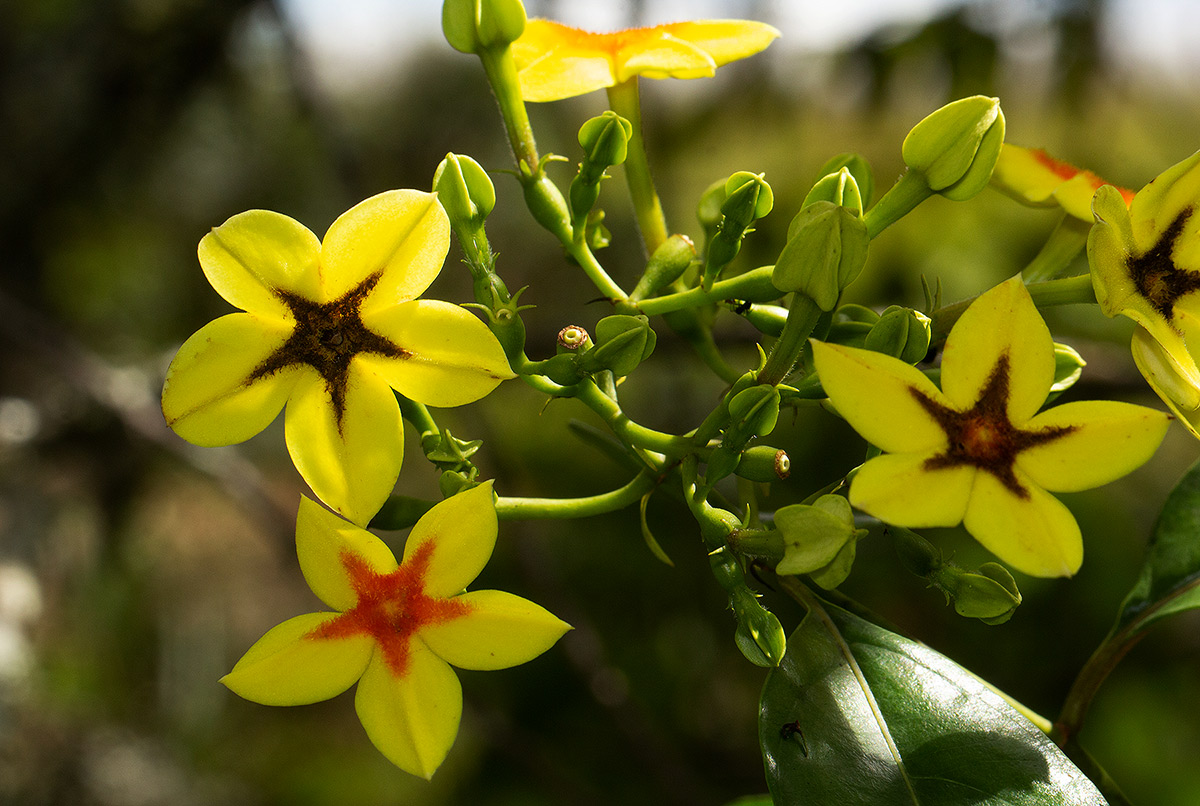 Mussaenda arcuata Mussaenda arcuata