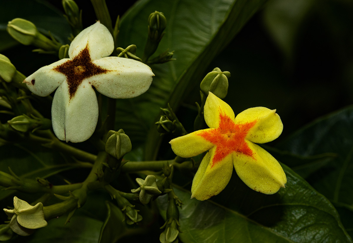 Mussaenda arcuata Mussaenda arcuata