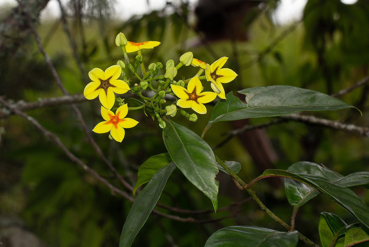 Mussaenda arcuata Mussaenda arcuata