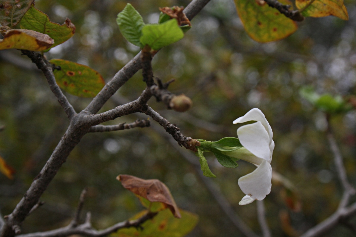 Gardenia resiniflua subsp. resiniflua Gardenia resiniflua subsp. resiniflua