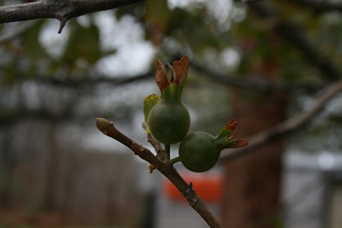 Gardenia resiniflua subsp. resiniflua Gardenia resiniflua subsp. resiniflua