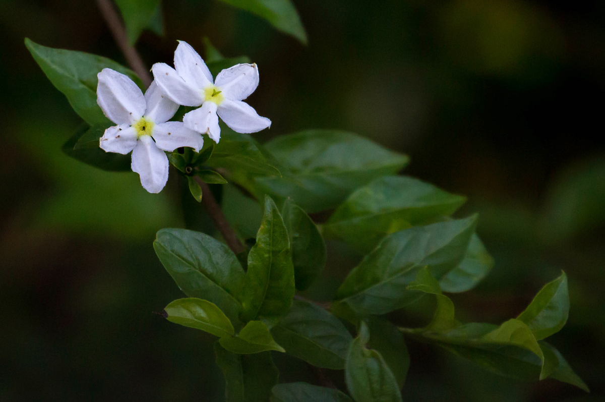 Heinsia crinita subsp. parviflora Heinsia crinita subsp. parviflora