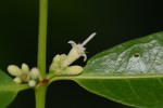 Polysphaeria lanceolata subsp. lanceolata var. lanceolata