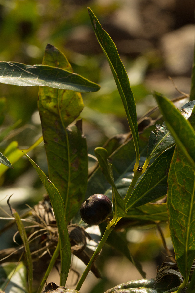 Polysphaeria lanceolata subsp. lanceolata var. lanceolata Polysphaeria lanceolata subsp. lanceolata var. lanceolata