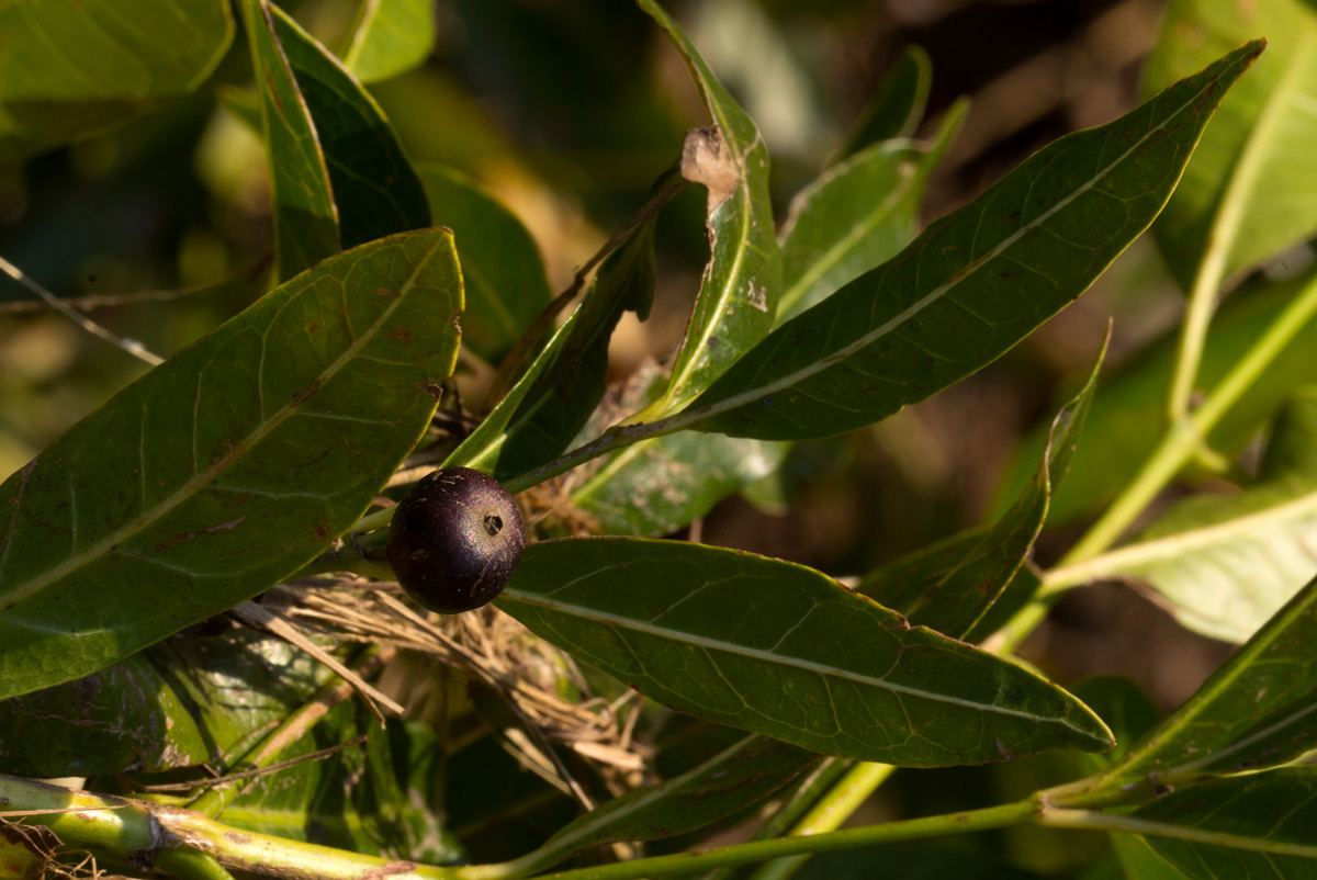 Polysphaeria lanceolata subsp. lanceolata var. lanceolata Polysphaeria lanceolata subsp. lanceolata var. lanceolata