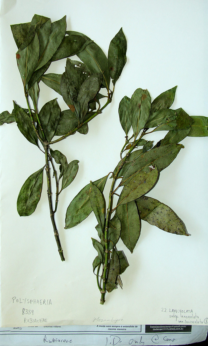 Polysphaeria lanceolata subsp. lanceolata var. lanceolata Polysphaeria lanceolata subsp. lanceolata var. lanceolata