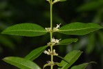 Polysphaeria lanceolata subsp. lanceolata var. lanceolata