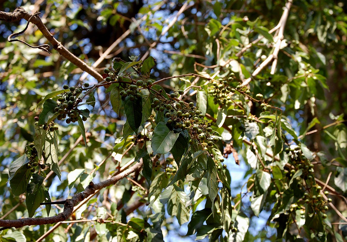 Keetia venosa Keetia venosa