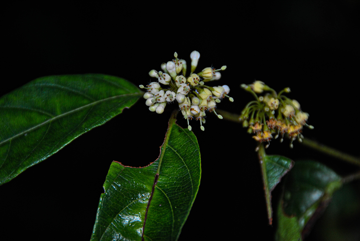 Keetia venosa Keetia venosa