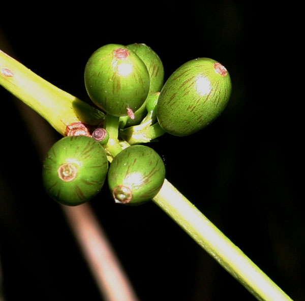 Coffea arabica Coffea arabica
