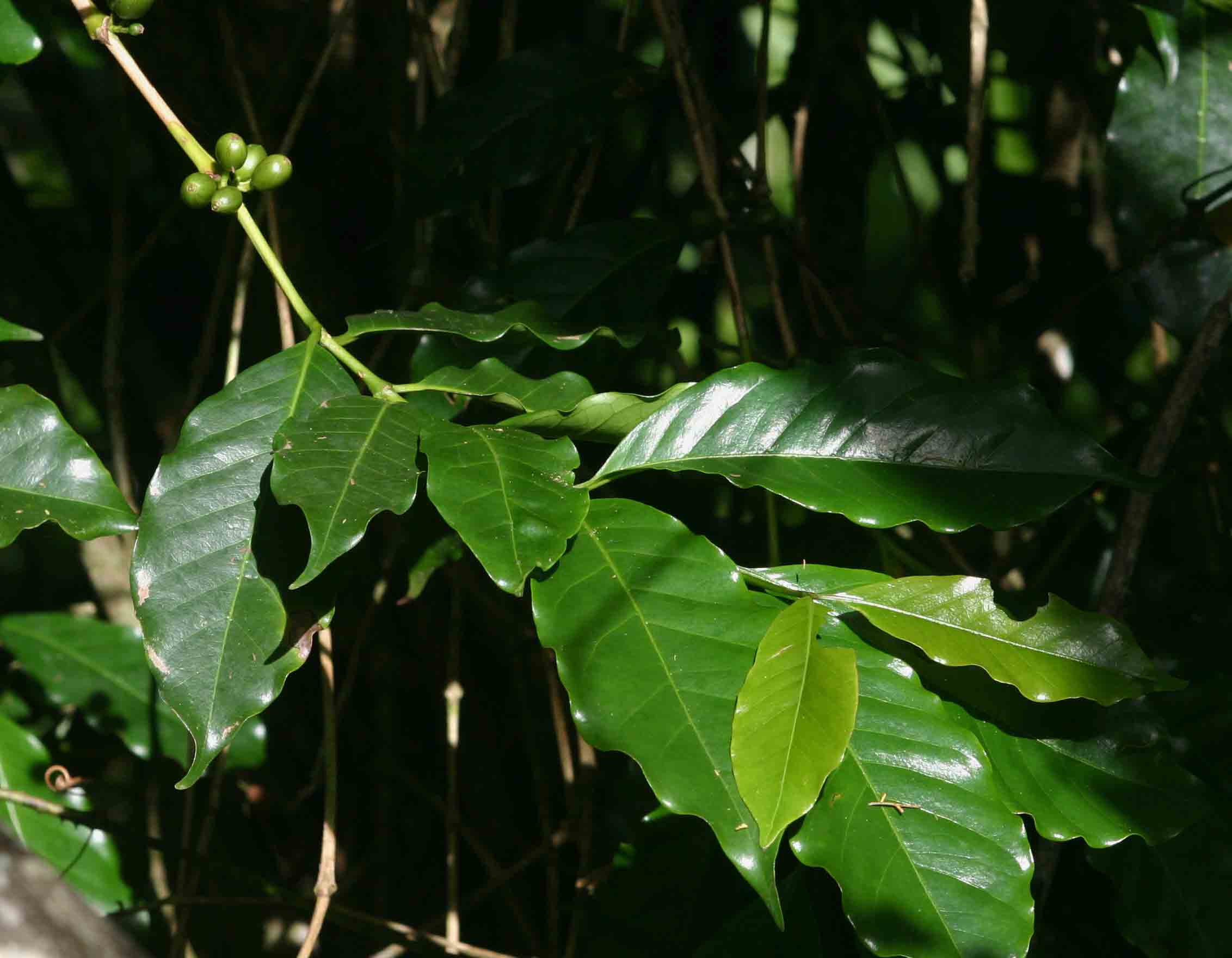Coffea arabica Coffea arabica