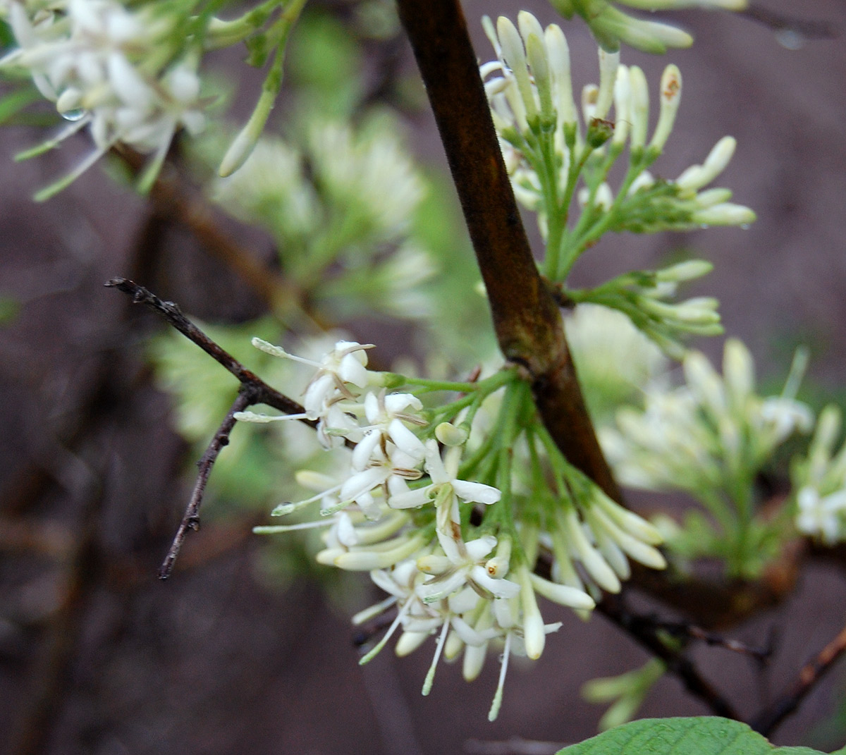 Pavetta schumanniana Pavetta schumanniana