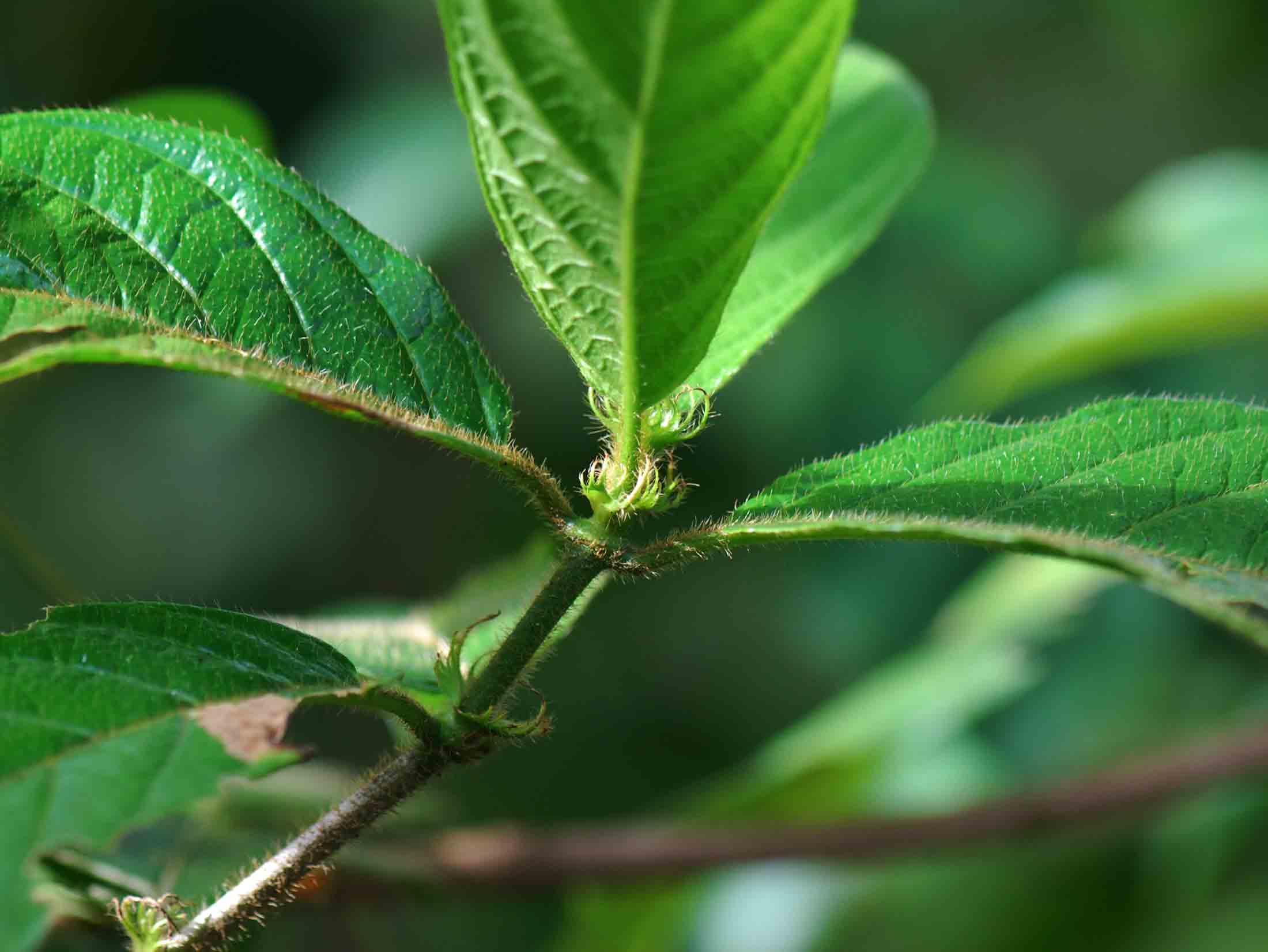 Rutidea orientalis Rutidea orientalis