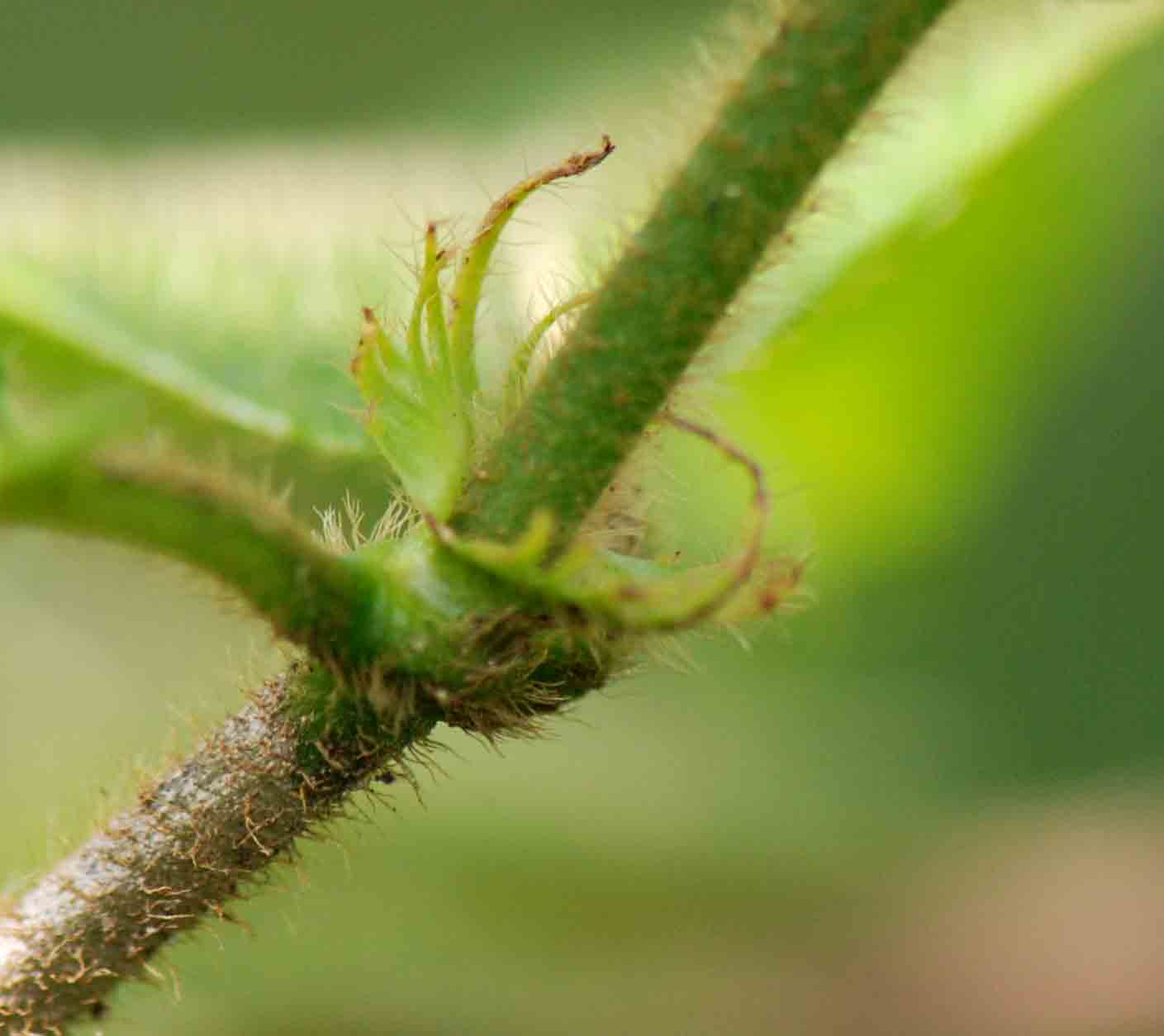 Rutidea orientalis Rutidea orientalis