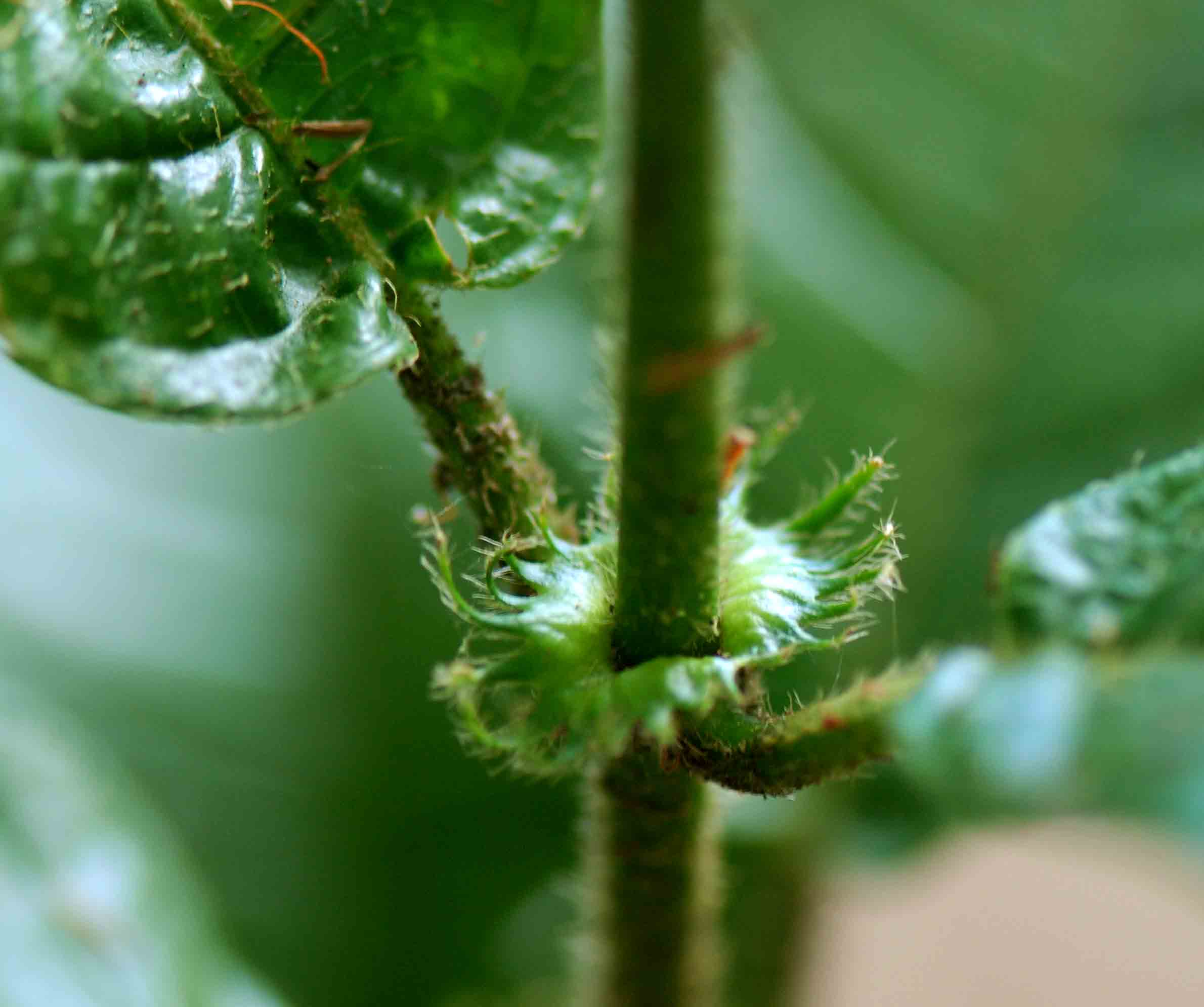 Rutidea orientalis Rutidea orientalis