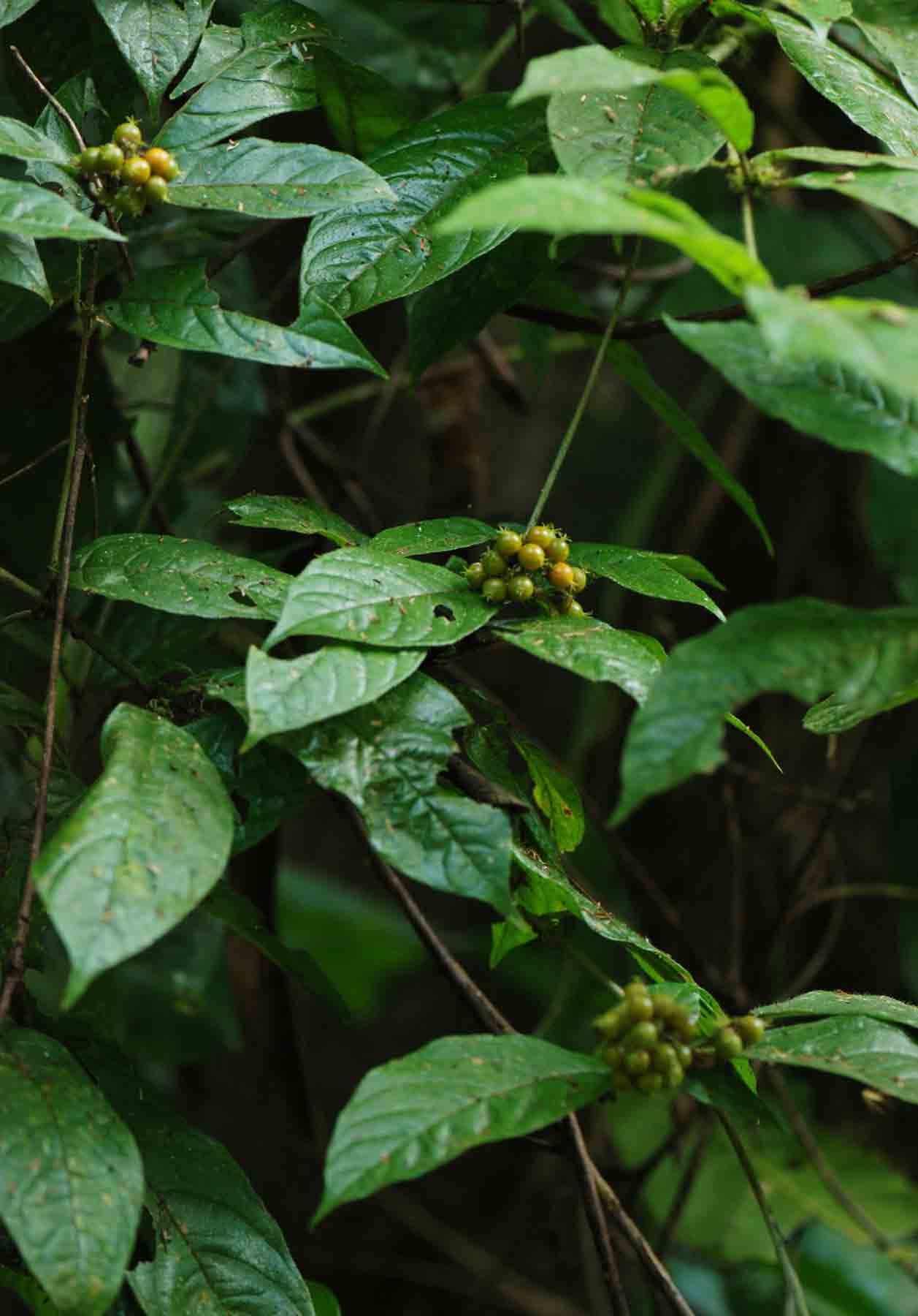 Rutidea orientalis Rutidea orientalis