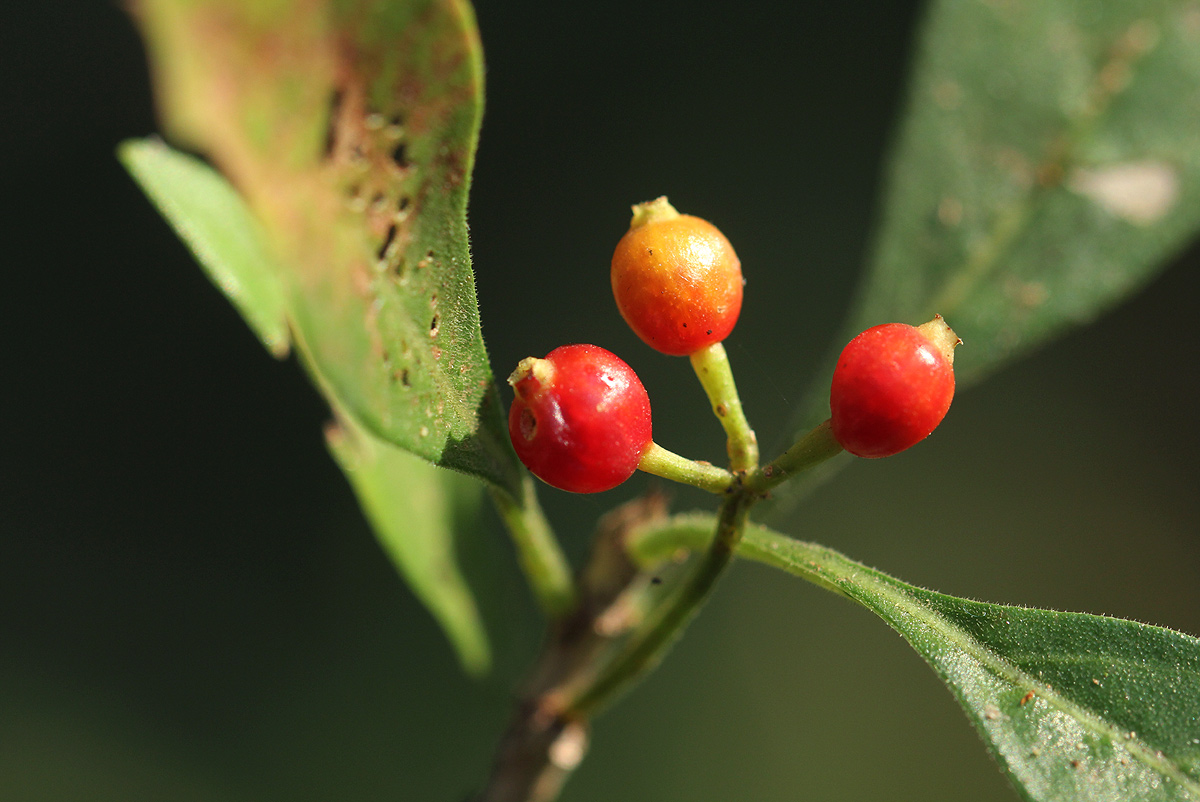Psychotria pumila var. buzica Psychotria pumila var. buzica