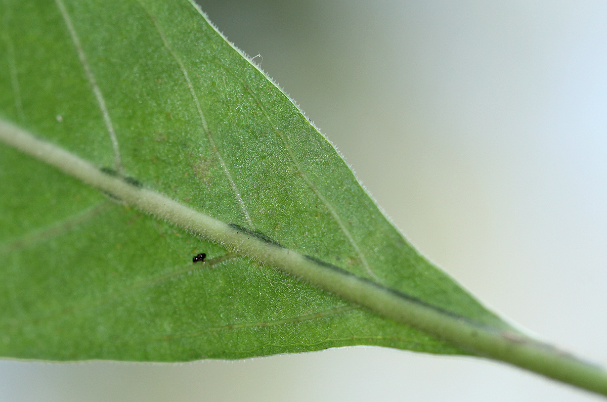 Psychotria pumila var. buzica Psychotria pumila var. buzica