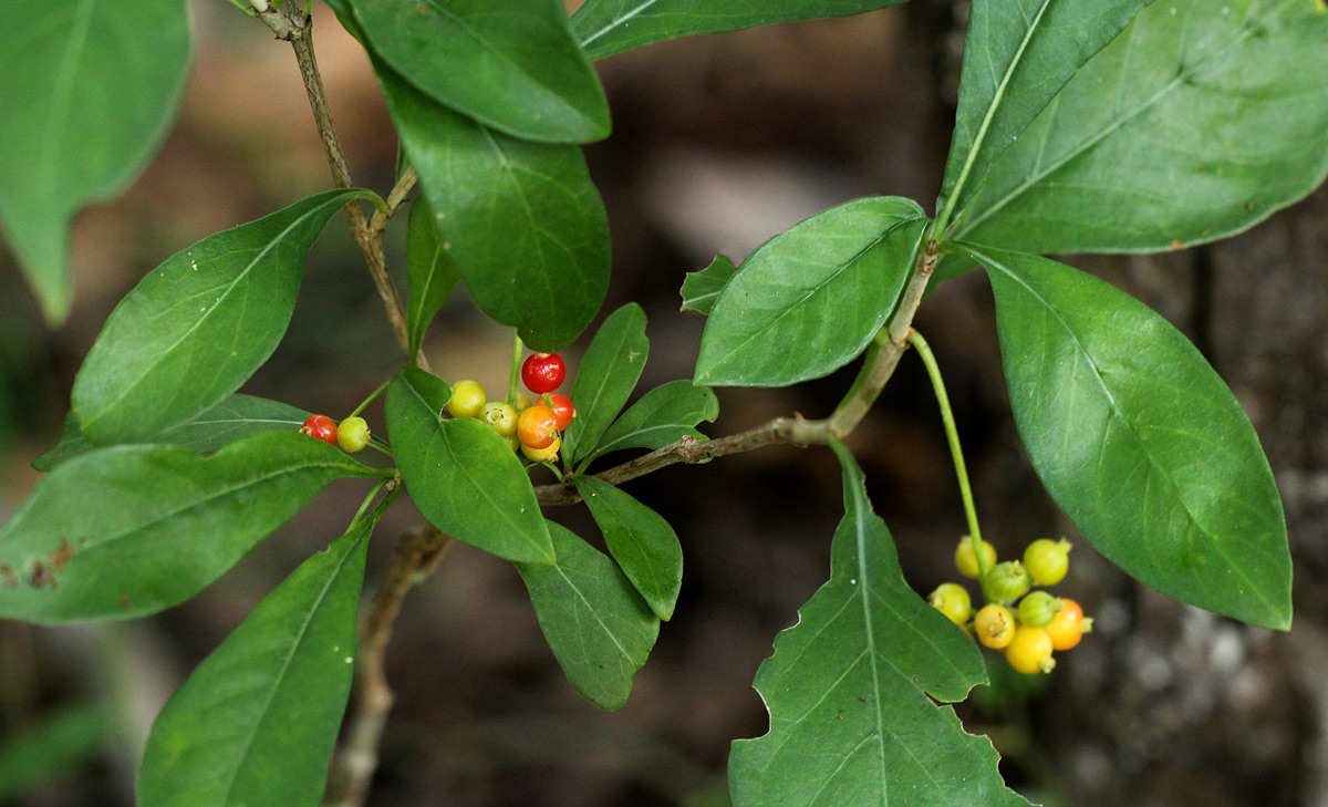 Psychotria pumila var. buzica Psychotria pumila var. buzica