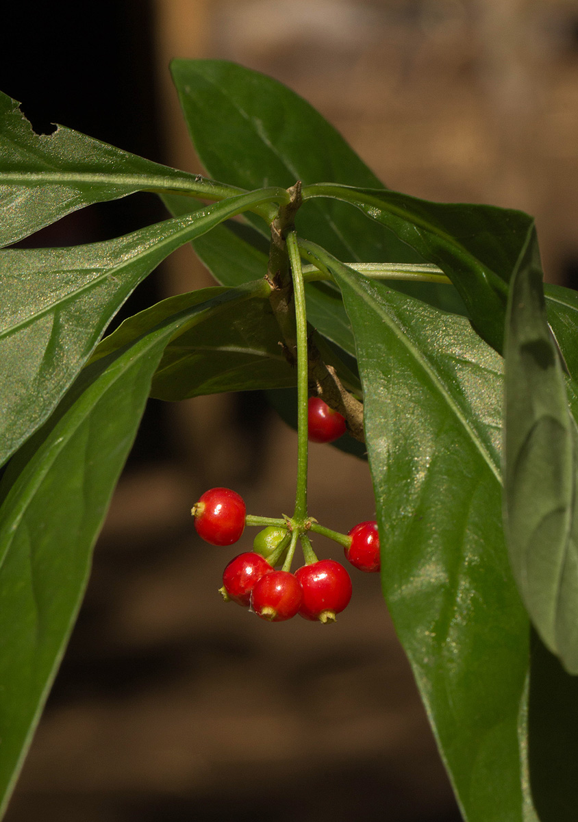 Psychotria pumila var. buzica Psychotria pumila var. buzica