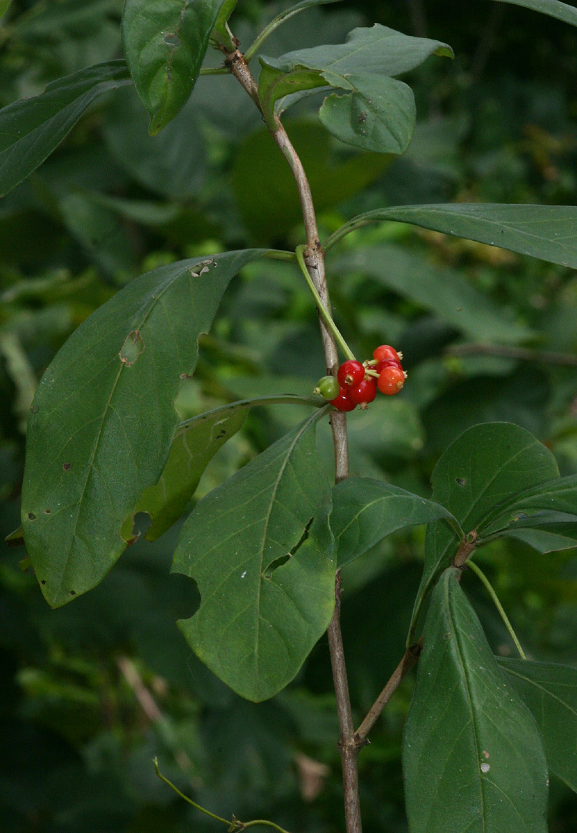 Psychotria pumila var. buzica Psychotria pumila var. buzica