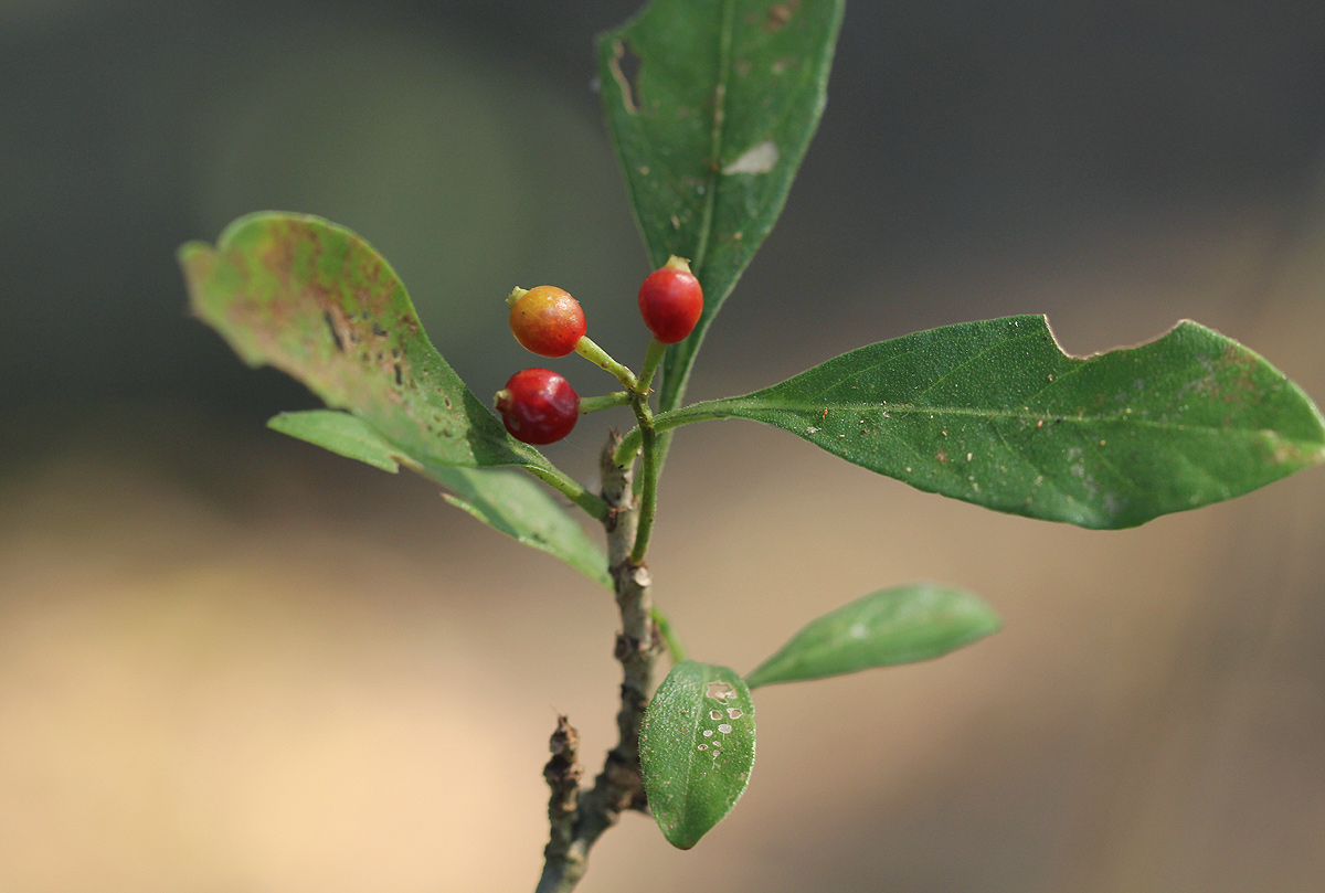 Psychotria pumila var. buzica Psychotria pumila var. buzica