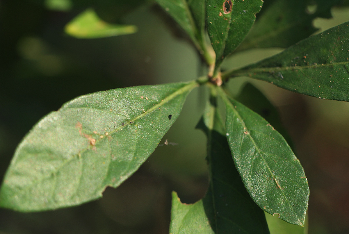 Psychotria pumila var. buzica Psychotria pumila var. buzica
