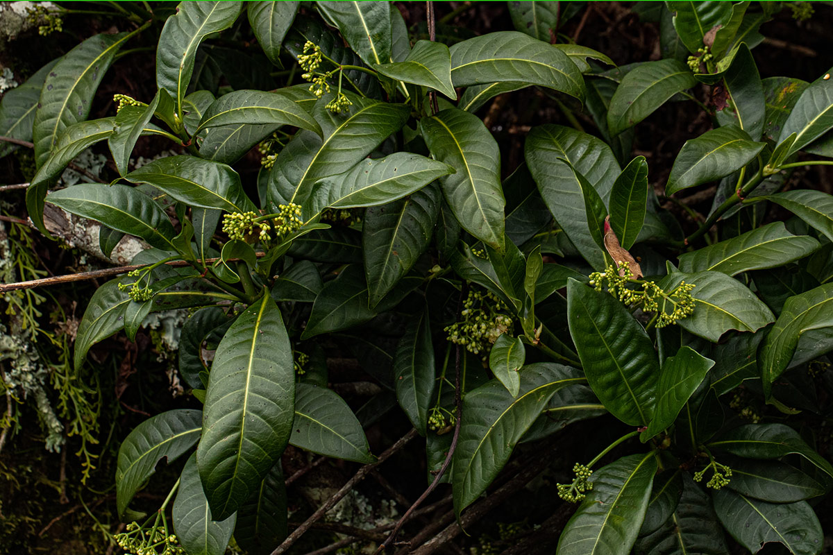 Psychotria zombamontana Psychotria zombamontana