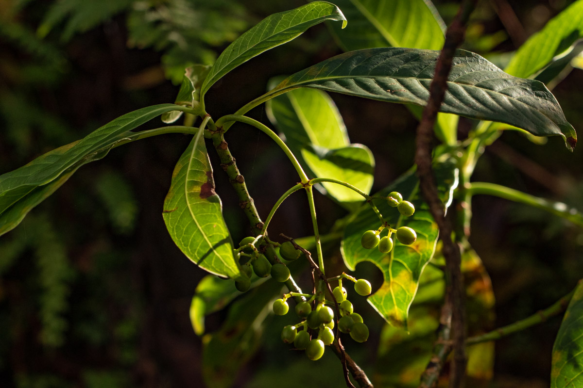 Psychotria zombamontana Psychotria zombamontana