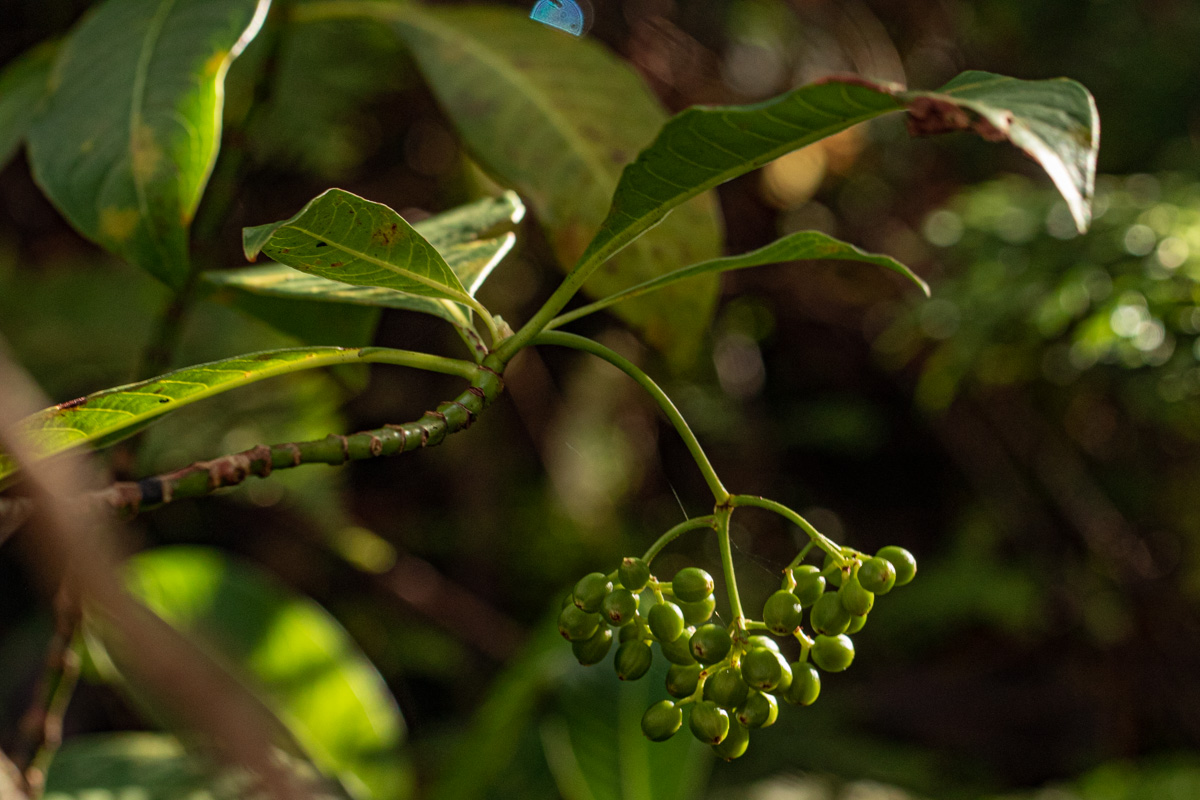 Psychotria zombamontana Psychotria zombamontana