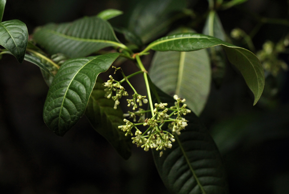 Psychotria zombamontana Psychotria zombamontana