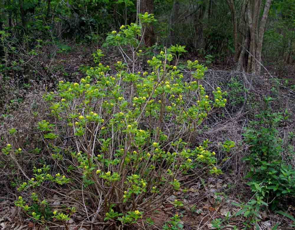 Chazaliella abrupta var. abrupta Chazaliella abrupta var. abrupta