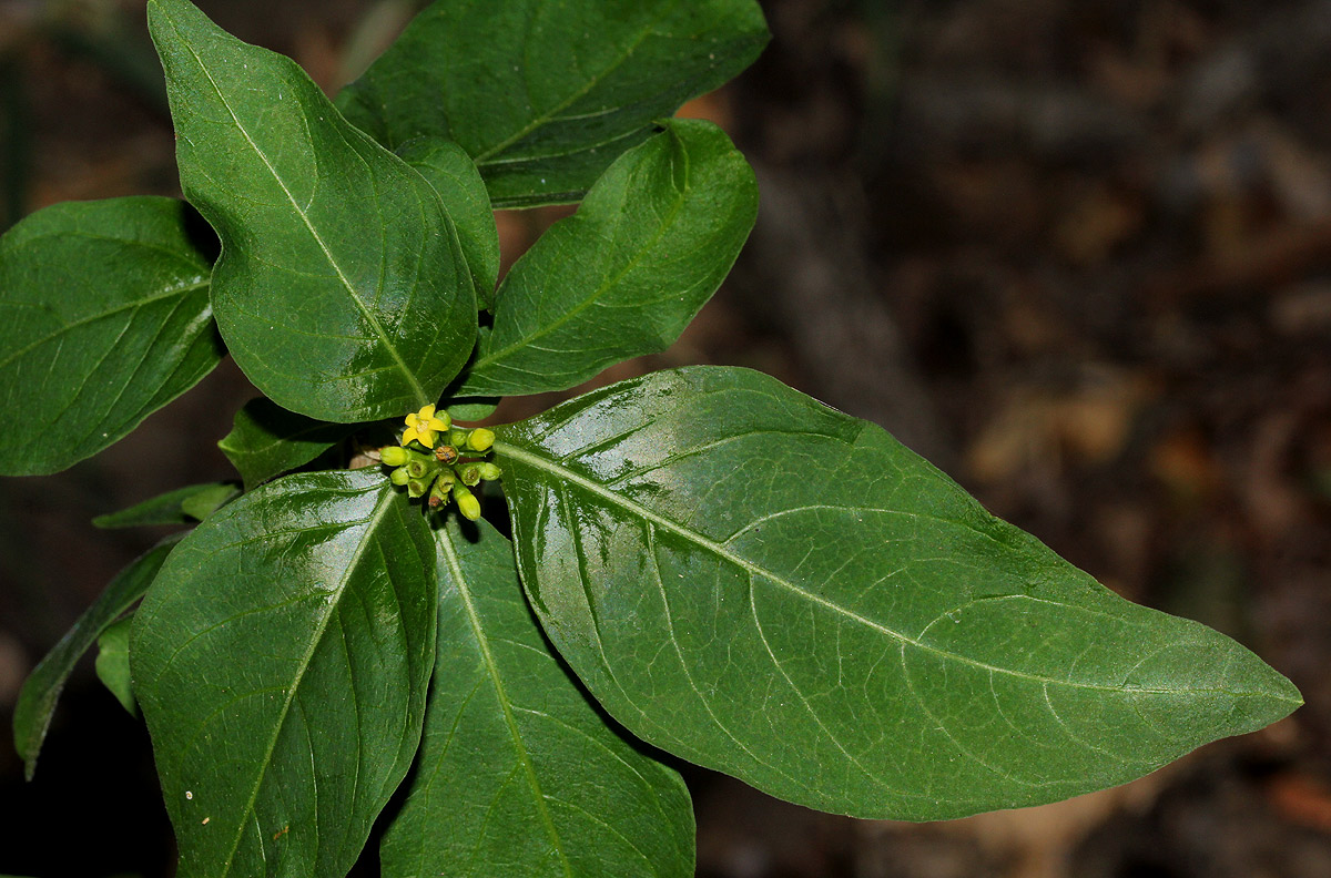 Chazaliella abrupta var. abrupta Chazaliella abrupta var. abrupta