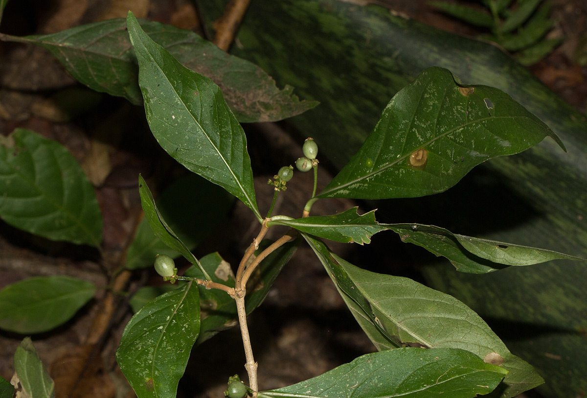 Chazaliella abrupta var. abrupta Chazaliella abrupta var. abrupta