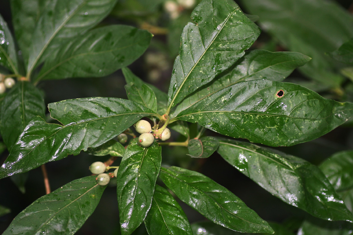 Chazaliella abrupta var. abrupta Chazaliella abrupta var. abrupta