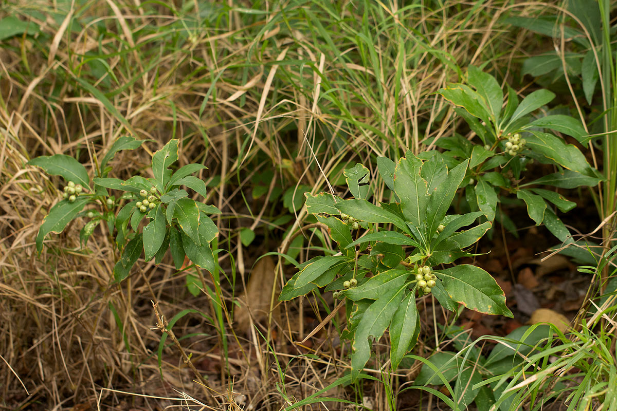 Chazaliella abrupta var. abrupta Chazaliella abrupta var. abrupta