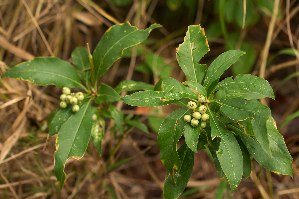 Chazaliella abrupta var. abrupta Chazaliella abrupta var. abrupta