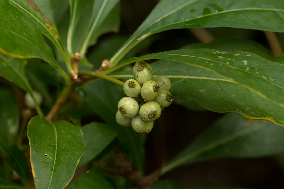 Chazaliella abrupta var. abrupta Chazaliella abrupta var. abrupta