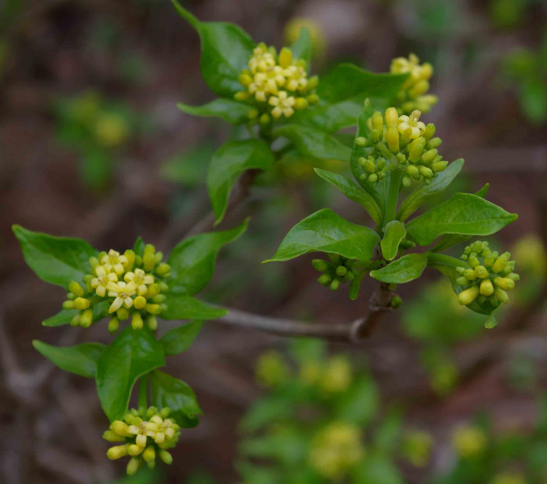 Chazaliella abrupta var. abrupta Chazaliella abrupta var. abrupta