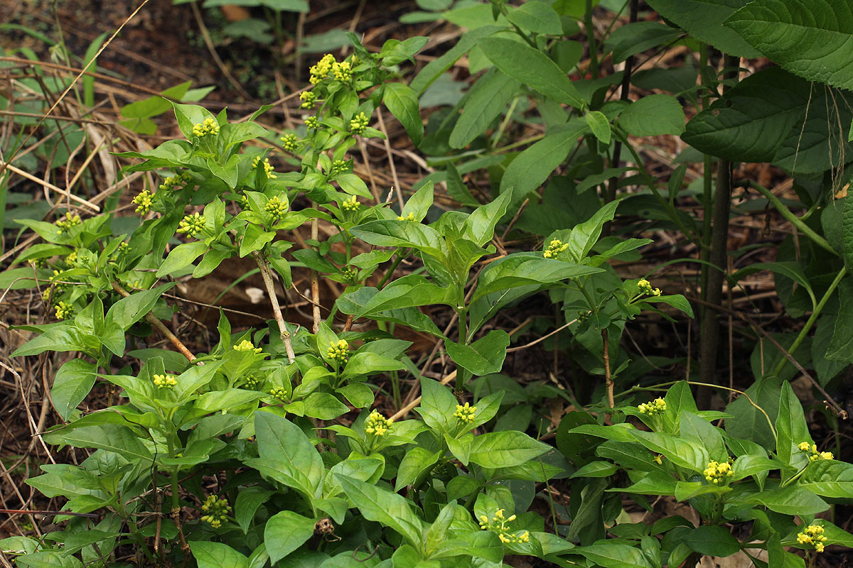 Chazaliella abrupta var. abrupta Chazaliella abrupta var. abrupta