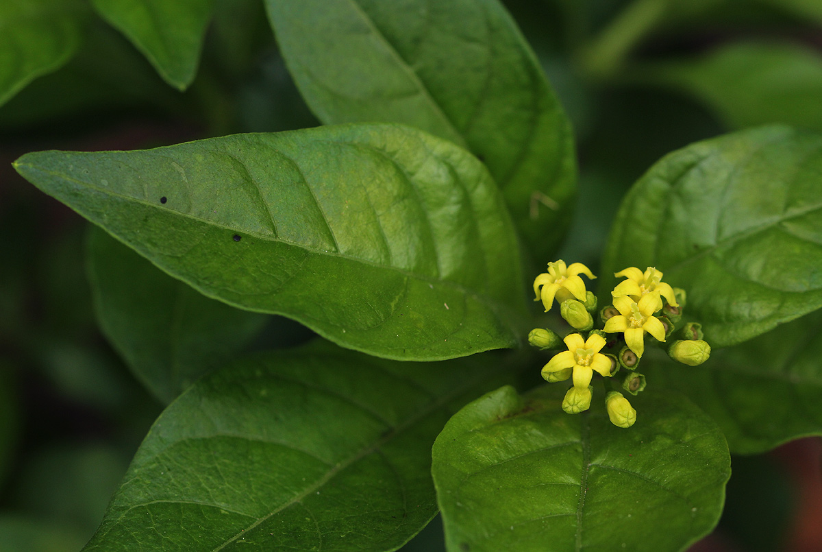 Chazaliella abrupta var. abrupta Chazaliella abrupta var. abrupta