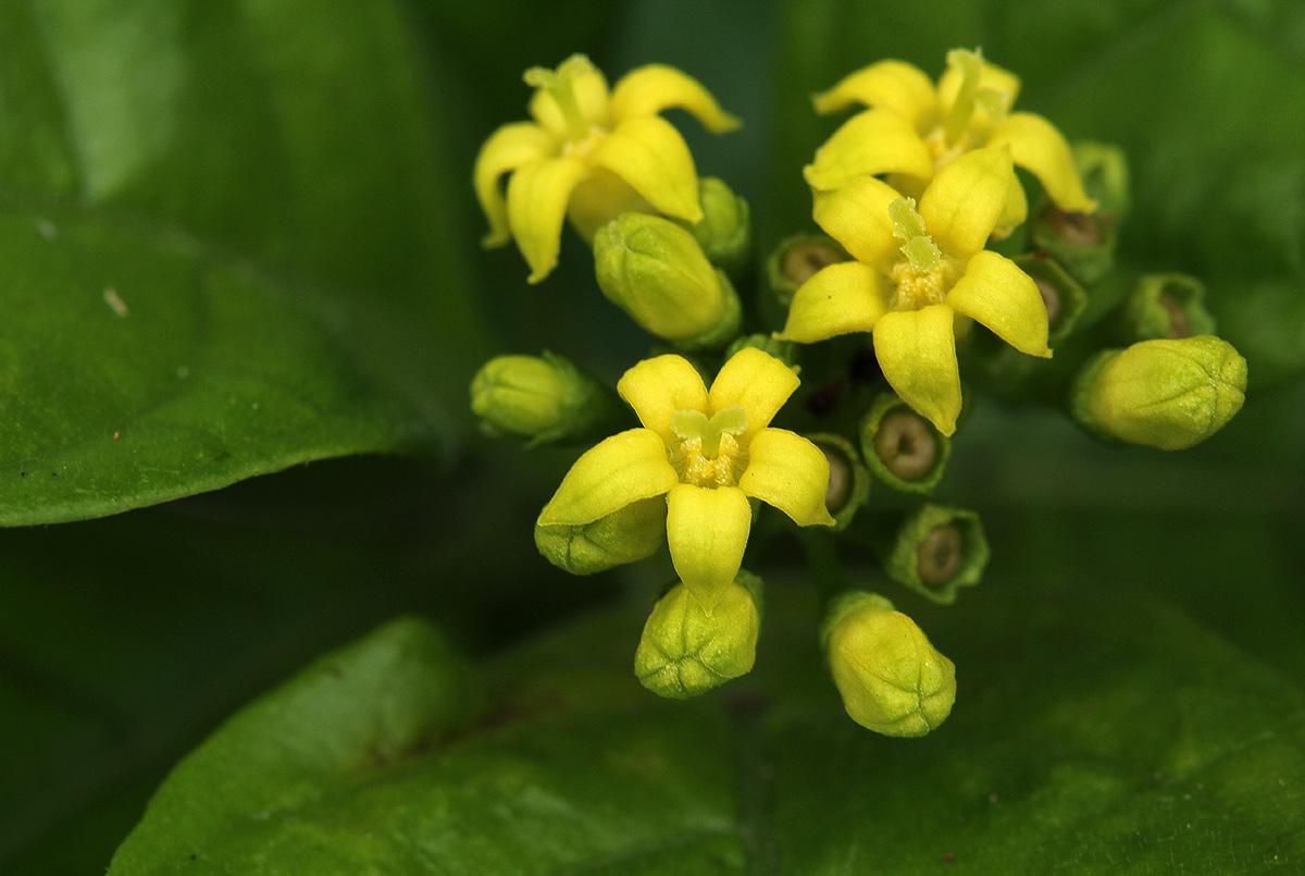 Chazaliella abrupta var. abrupta Chazaliella abrupta var. abrupta