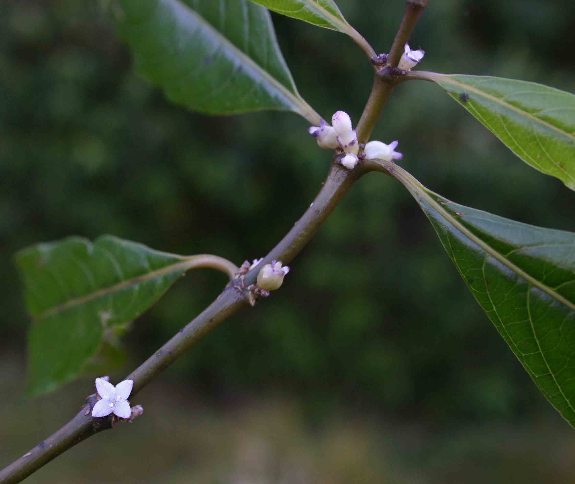 Lasianthus kilimandscharicus subsp. kilimandscharicus