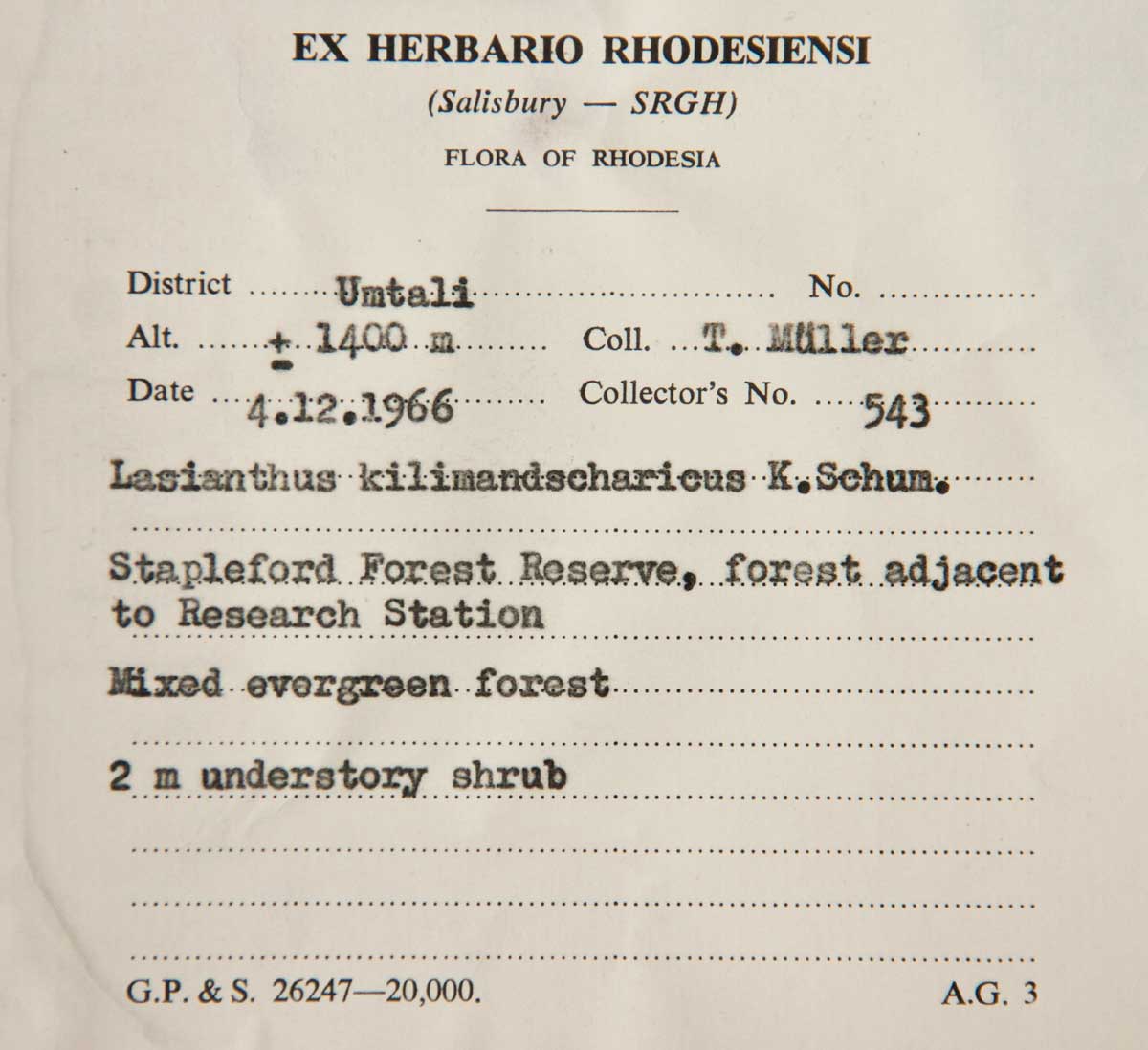 Lasianthus kilimandscharicus subsp. kilimandscharicus Lasianthus kilimandscharicus subsp. kilimandscharicus