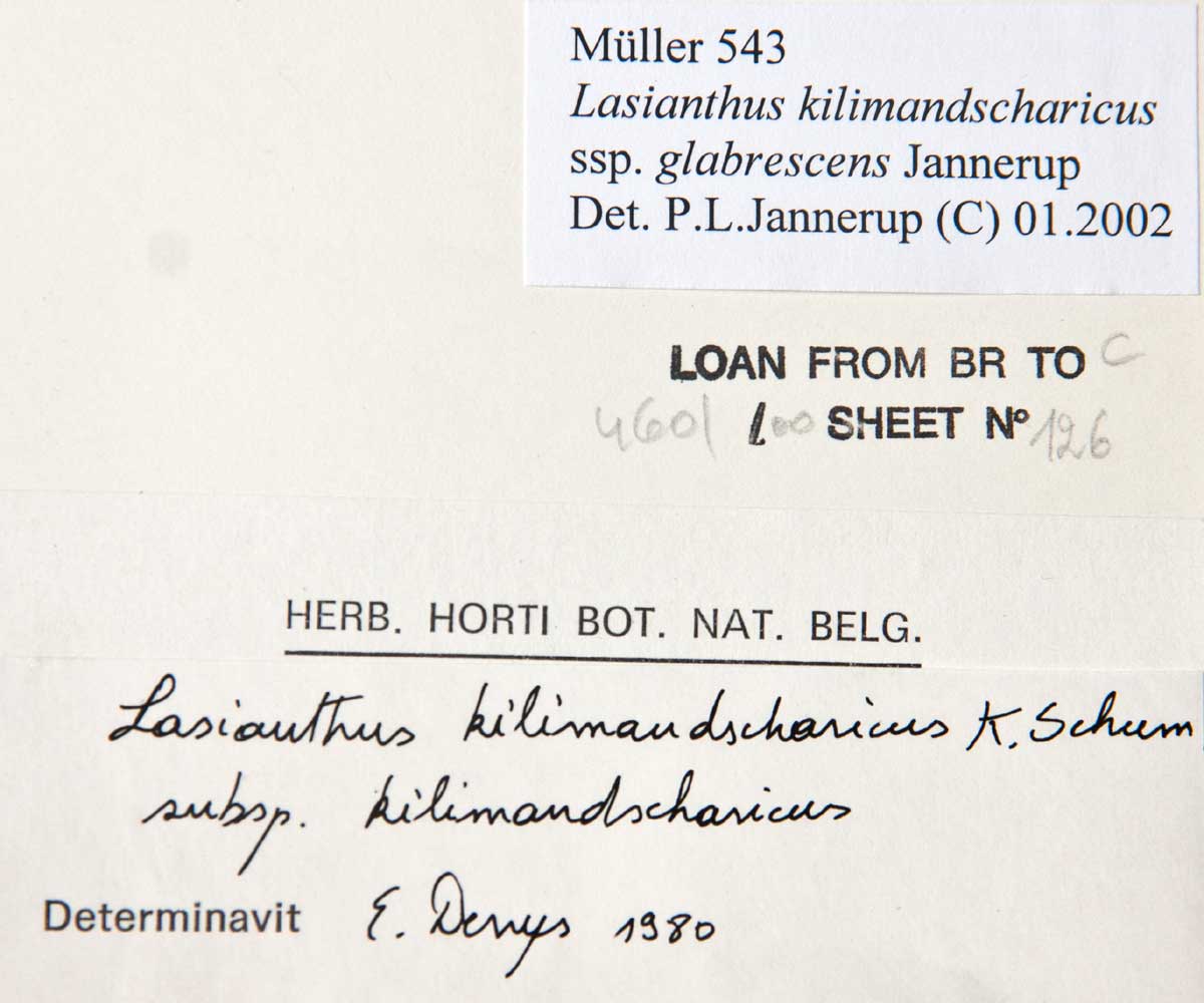 Lasianthus kilimandscharicus subsp. kilimandscharicus Lasianthus kilimandscharicus subsp. kilimandscharicus