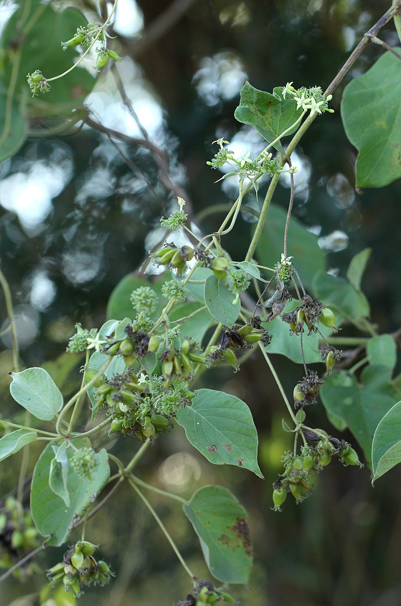 Paederia bojeriana subsp. foetens Paederia bojeriana subsp. foetens