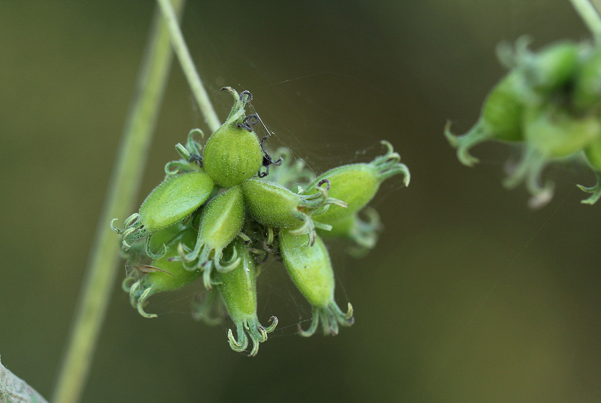 Paederia bojeriana subsp. foetens Paederia bojeriana subsp. foetens