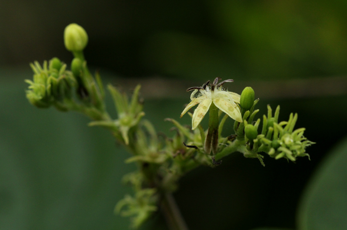 Paederia bojeriana subsp. foetens Paederia bojeriana subsp. foetens
